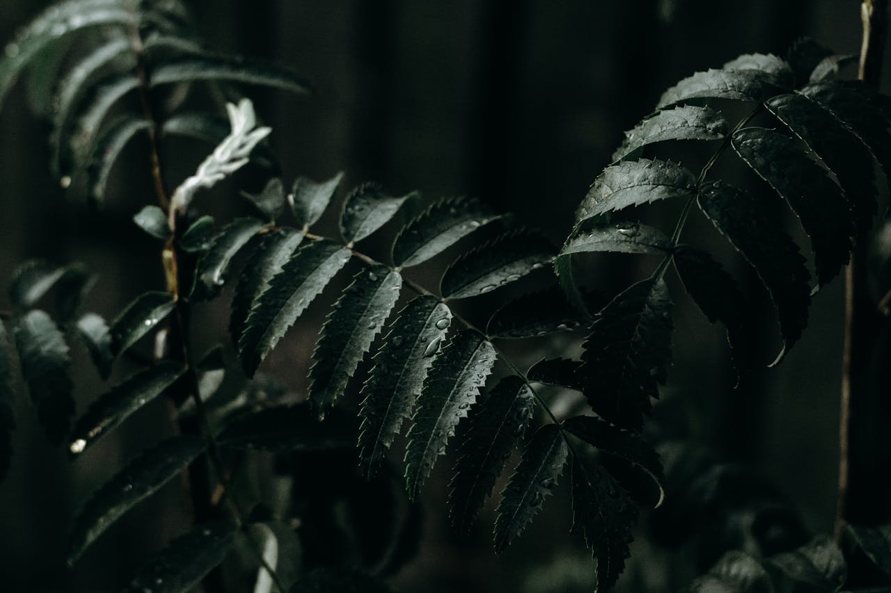 Dark and moody close-up of fern leaves with raindrops, highlighting nature's texture and beauty.