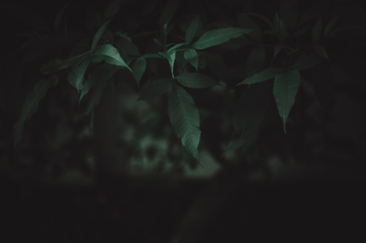 Moody close-up of green leaves in darkness, showcasing nature's serene beauty.